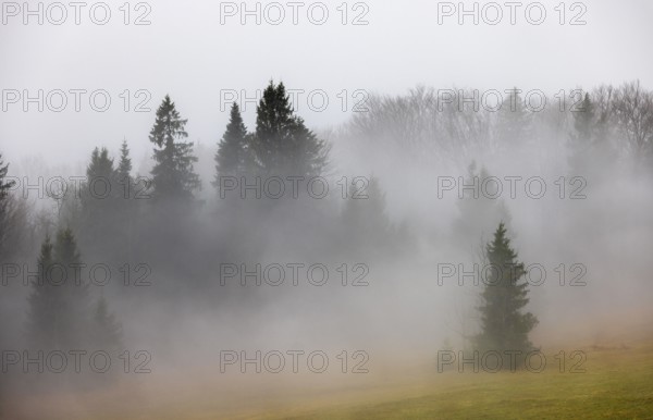 Sunset with clouds of fog in the forest, inversion weather, Mondseeland, Salzkammergut, Upper