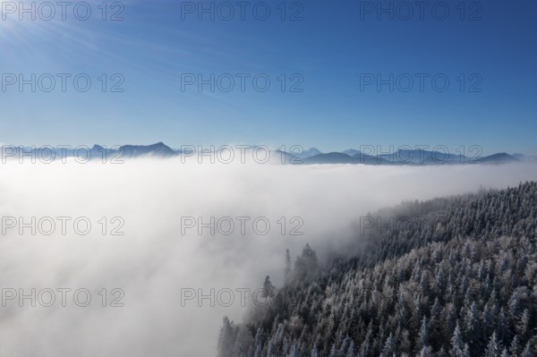 Drone view, snowy coniferous forest sticking out of fog, inversion weather, Mondseeland,