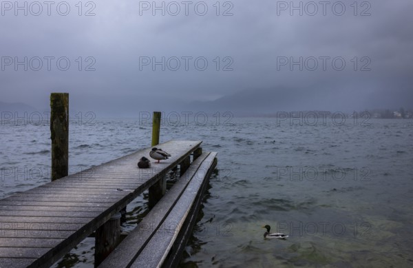 Foggy morning atmosphere at the lake with wooden walkway and ducks, Mondsee, Salzkammergut, Upper
