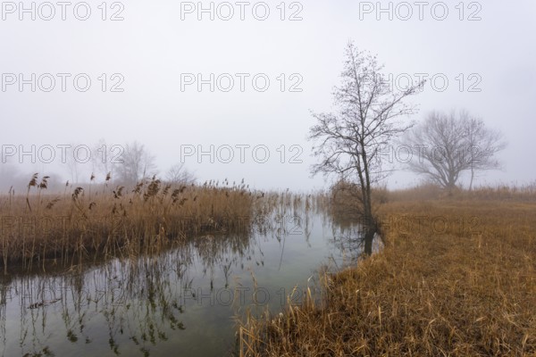Foggy autumn atmosphere at the lake with reeds and trees, Irrsee, Salzkammergut, Upper Austria,