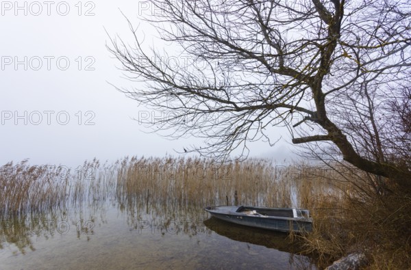 Foggy autumn atmosphere at the lake with fishing boat in reeds, Irrsee, Salzkammergut, Upper