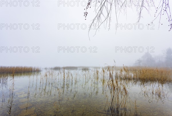 Autumn morning fog on the reed belt on the shores of Lake Mondsee, Salzkammergut, Upper Austria,