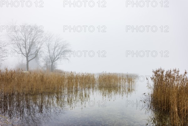 Autumn morning fog on the reed belt with trees on the banks of Lake Mondsee, Salzkammergut, Upper