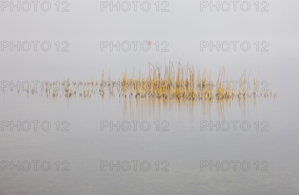 Calm autumnal fog on the lake with reeds in the foreground, Mondsee, Salzkammergut, Upper Austria,