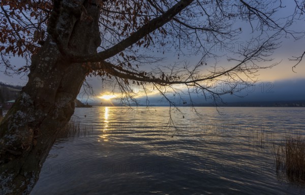 Quiet morning atmosphere at sunrise on a lake with bare tree in the foreground, Mondsee,