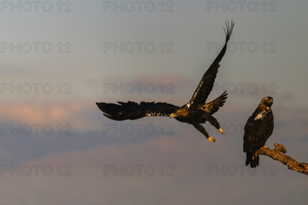 Spanish imperial eagle (Aquila adalberti) with the background of Gredos, Castilla-La Mancha, Spain