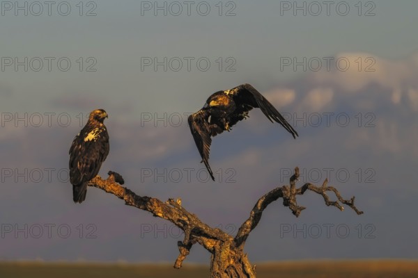 Spanish imperial eagle (Aquila adalberti) with the background of Gredos and the snowy peak of