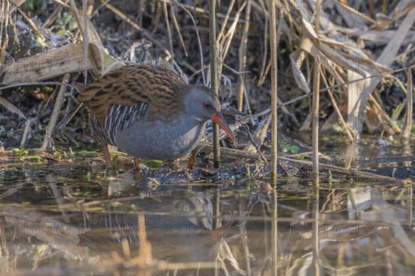 Water Rail (Rallus aquaticus) stands in the shallow water of the moor. The morning sun shines on