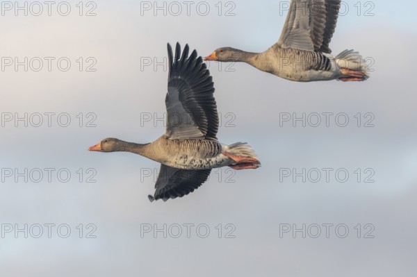 Greylag goose (Anser anser) moving in the clear sky. The wings are outstretched as they fly. The