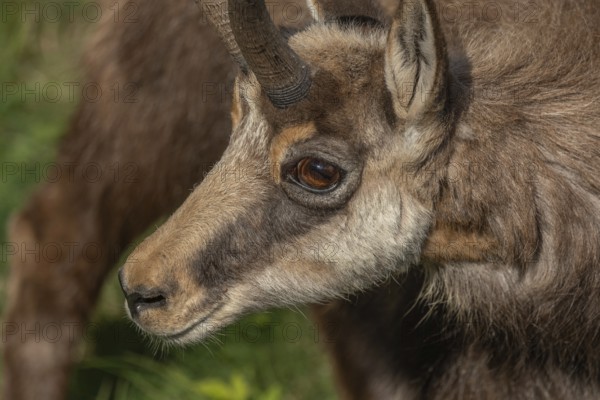 A chamois (Rupicapra rupicapra) with horns is walking around near the meadow. Its fur is brown and