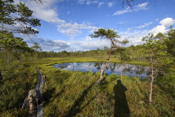 Moor lake surrounded by green vegetation under blue sky with clouds and a wooden path in the