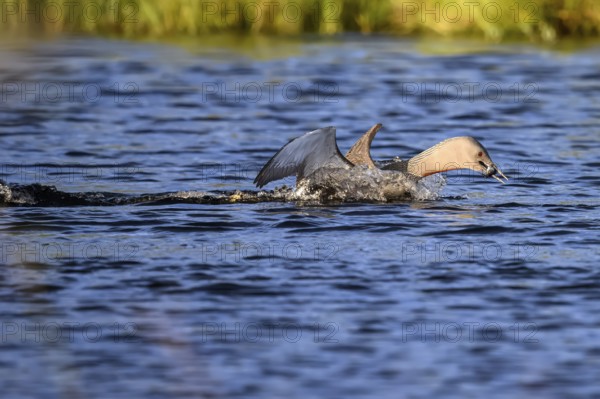 Red-throated diver (Gavia stellata), landing on a lake with outstretched wings, carrying a small