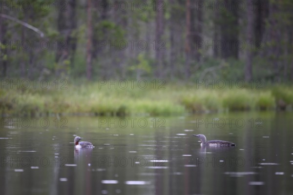 Two star divers (Gavia stellata swimming on a bog lake surrounded by coniferous forest), Örebro