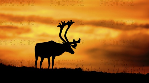 A reindeer (Rangifer tarandus) stands silhouetted in front of a bright orange sunset, atmospheric