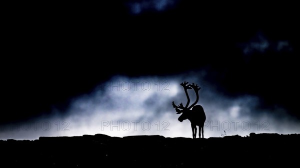 A single reindeer (Rangifer tarandus), silhouetted against a dark, cloudy sky, the picture radiates