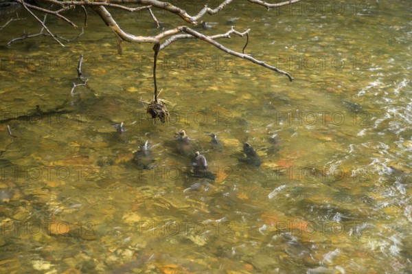 Atlantic salmon (Salmo salar) swimming close to the surface on their spawning migration in a