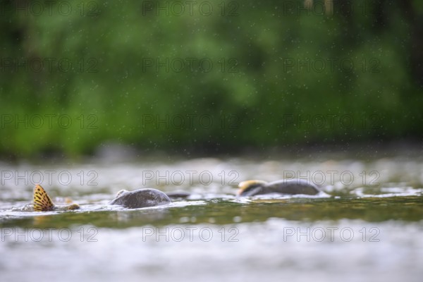 Atlantic salmon (Salmo salar) swimming close on their spawning migration in a northern Norwegian