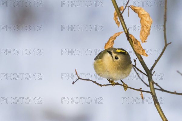 A goldcrest (Regulus regulus) on a thin branch with dry leaves in the background, Hesse, Germany