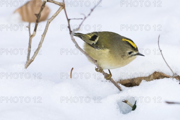 A goldcrest (Regulus regulus) moves in the snow and searches curiously for food in a wintry scene,