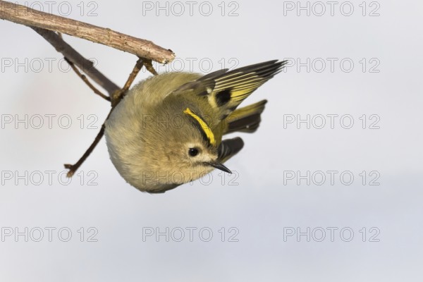 A goldcrest (Regulus regulus) hanging upside down on a branch against a light-coloured background,