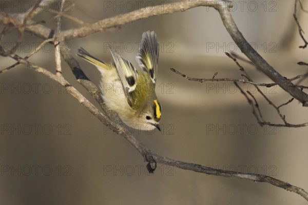 A goldcrest (Regulus regulus) jumping from a branch in a wintry landscape, Hesse, Germany