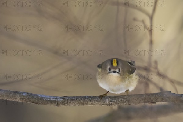 A goldcrest (Regulus regulus) on a branch looks attentively into the camera in a quiet forest