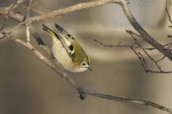 A goldcrest (Regulus regulus) balancing on a branch in a winter woodland, Hesse, Germany