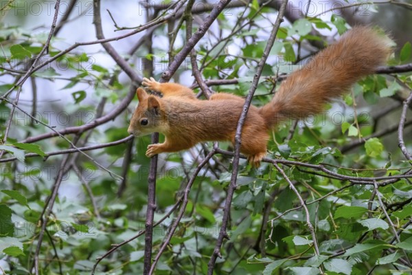 Eurasian squirrel (Sciurus vulgaris), squirrel actively climbing through a network of branches in