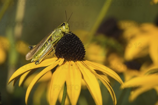 Marsh grasshopper (Stethophyma grossum) on a yellow flower, yellow coneflower (Echinacea