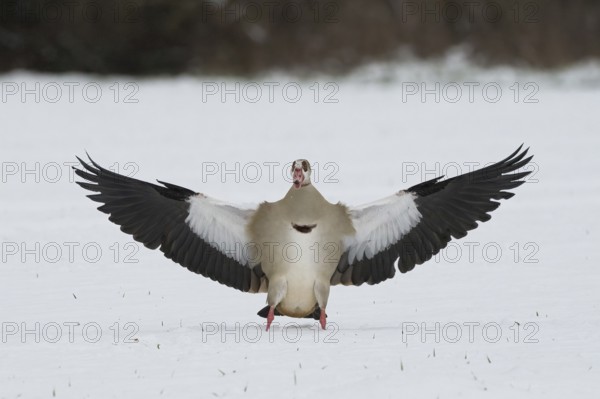 Egyptian goose (Alopochen aegyptiacus) landing on snow-covered ground with wings spread wide,