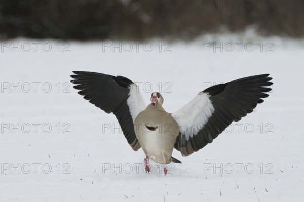 Egyptian goose (Alopochen aegyptiacus) running with outstretched wings over snow-covered ground,