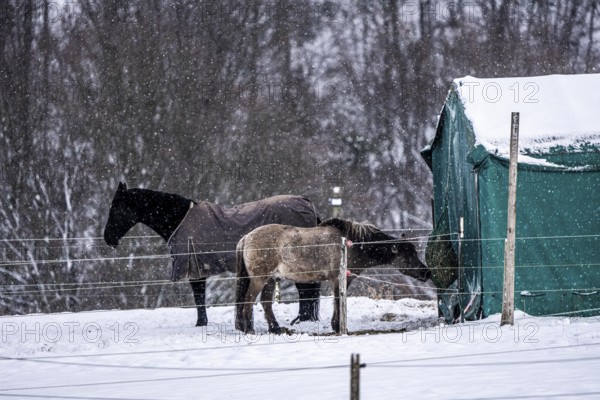 Horses in a paddock, snowy in winter, snowfall, in Elfringhauser Switzerland, near Sprockhövel,