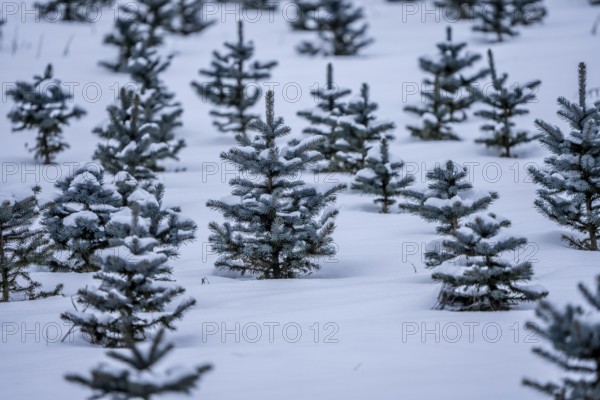 Nursery, Christmas trees, blue firs, still young plants, in a row, in winter, near