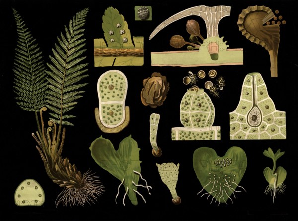 Scientific illustration with details, worm fern, Polystichum filix mas, school picture, authentic