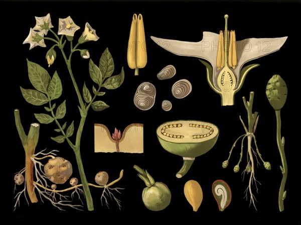 Scientific illustration with details, potato, Solanum tuberosum, school picture, authentic