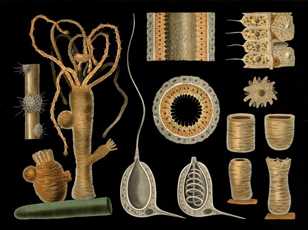 Scientific illustration with details, type of freshwater polyps, hydra vulgaris, school picture,