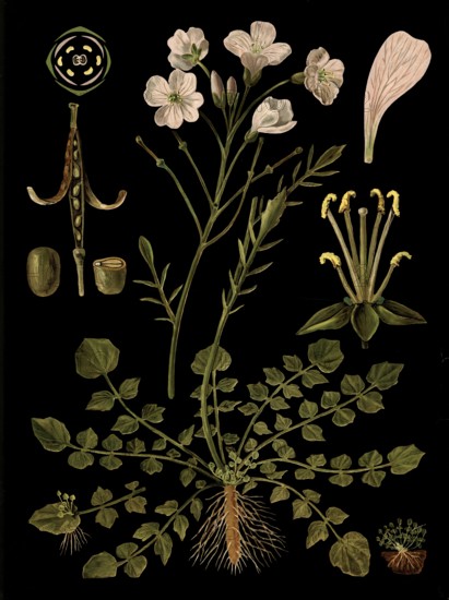 Scientific illustration with details, meadow foam herb, cardamine pratensis, school picture,