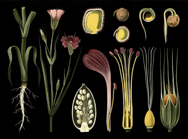 Scientific illustration with details, Kornrade, Agrostemma Githago, school painting, authentic