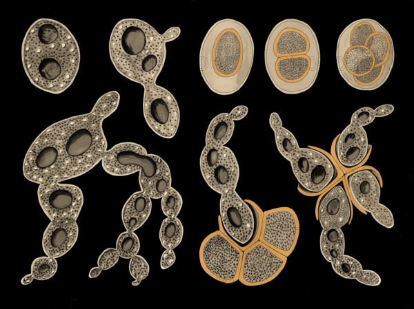 Scientific illustration with details, baker's yeast, also beer yeast, Saccharomyces cerevisiae,