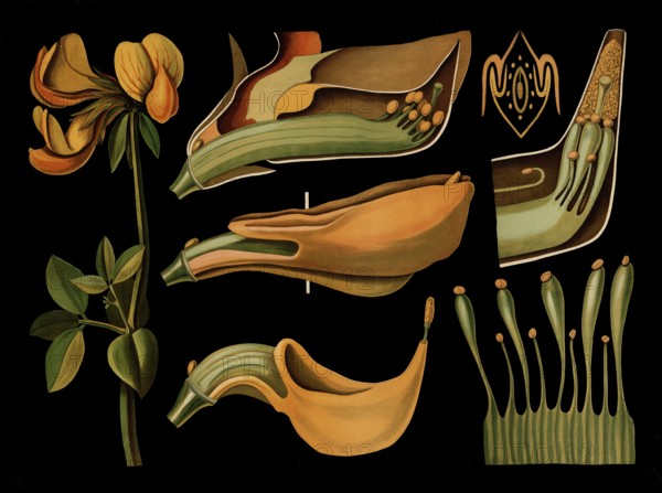 Scientific illustration with details, common horn clover, lotus corniculatus, school picture,