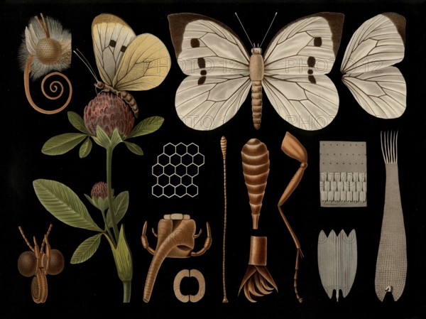 Scientific illustration with details, Großer Kohlweissling, Pieris brassicae, butterfly, school