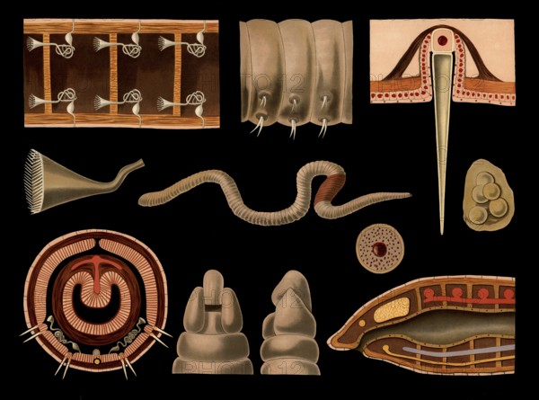 Scientific illustration with details, earthworm, Lumbricus terrestris, school picture, authentic