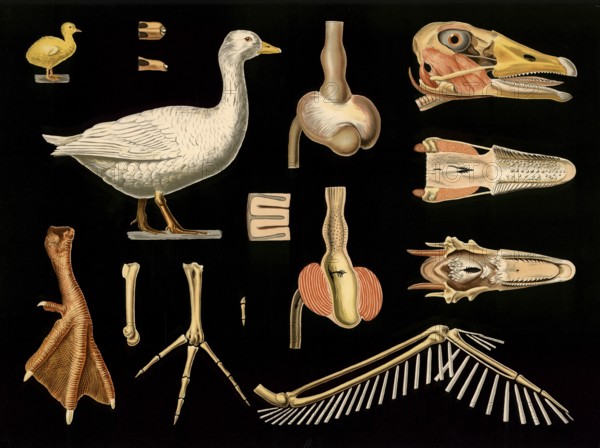 Scientific illustration with details, house goose, Anser cinereus, school picture, authentic