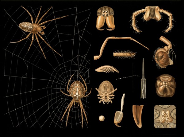 Scientific illustration with details, garden spider, Araneus diadematus, school picture, authentic
