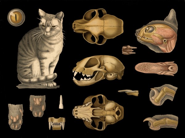 Scientific illustration with details, house cat, Felis domestica, school picture, authentic