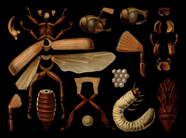 Scientific illustration with details, May beetle, Melolontha melolontha, school picture, authentic