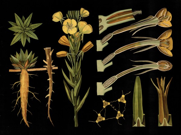 Scientific illustration with details, evening primrose, Oenothera biennis, school picture,