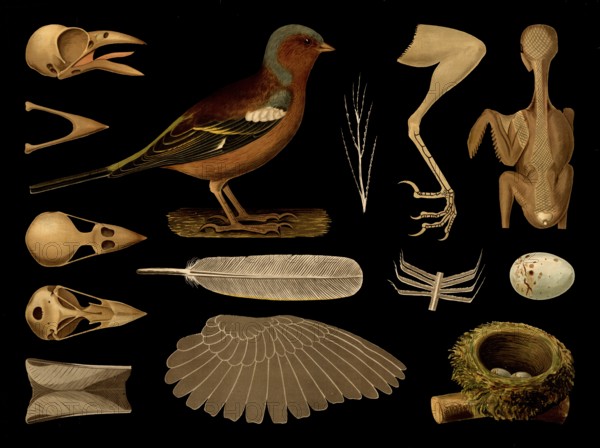 Scientific illustration with details, chaffinch, Fringilla coelebs, school picture, authentic