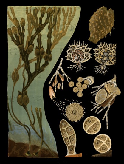 Scientific illustration with details, bubble swab, fucus vesiculosus, school picture, authentic
