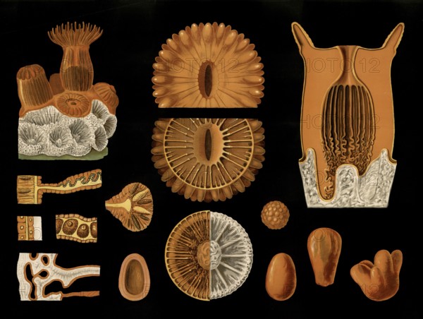 Scientific illustration with details, star coral, Astroides calycularis, school picture, authentic
